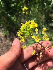 Sisymbrium loeselii
