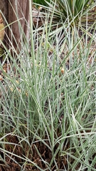 Carex morrowii