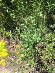 Sisymbrium loeselii