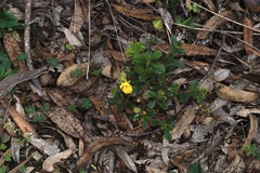 Hibbertia pilosa