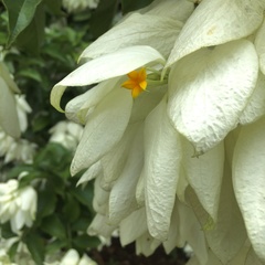 Mussaenda philippica