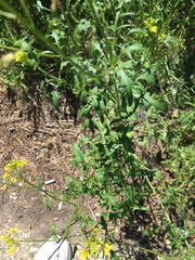 Sisymbrium loeselii