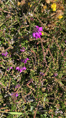 Erica cinerea