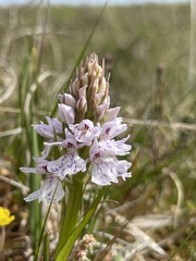 Dactylorhiza maculata ericetorum