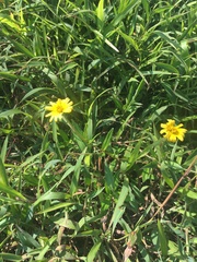 Sphagneticola calendulacea