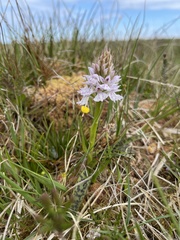 Dactylorhiza maculata ericetorum