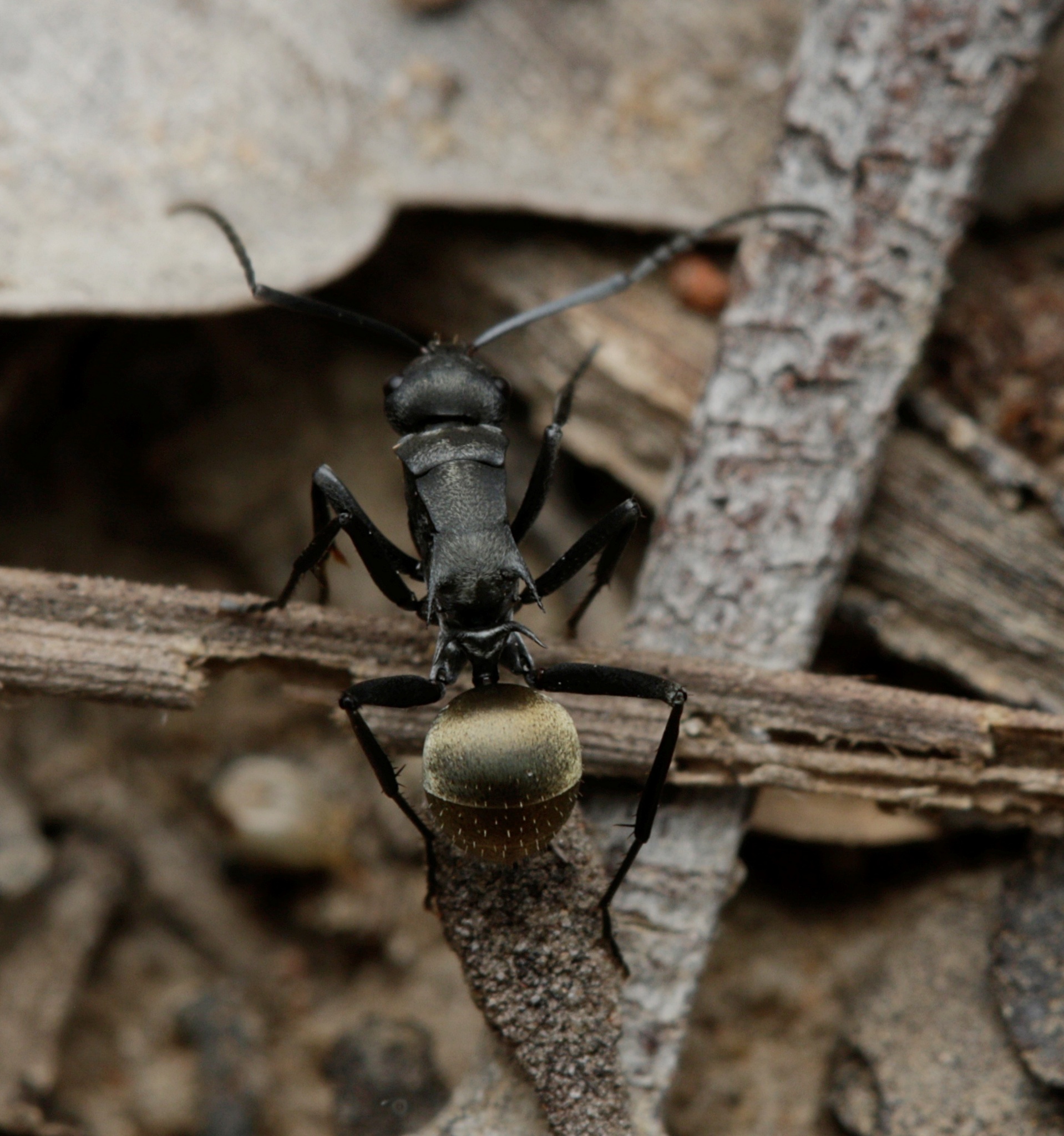 Polyrhachis weiri