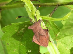 Dalader planiventris