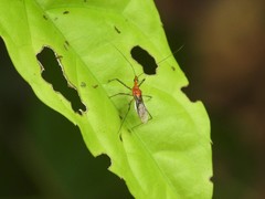 Macracanthopsis nodipes