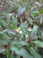 Tripogandra serrulata