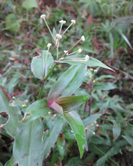 Tripogandra serrulata