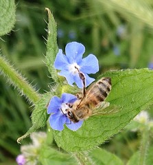 Apis mellifera