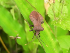 Dalader planiventris