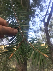 Abies bracteata