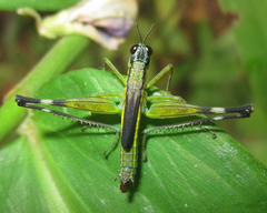 Eumastax