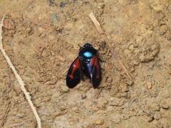 Cosmoscarta gravelyi