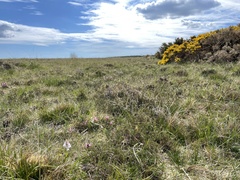 Dactylorhiza maculata ericetorum