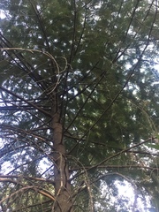 Abies bracteata
