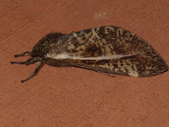 Oxycanus beltista