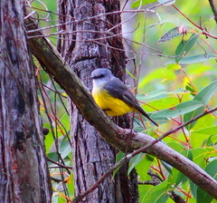 Eopsaltria griseogularis