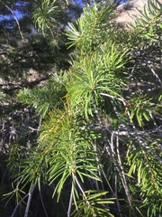 Abies bracteata