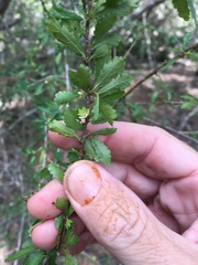 Acalypha eremorum