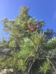 Abies bracteata