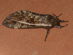 Oxycanus beltista