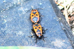 Pyrrhocoris apterus
