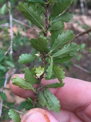 Acalypha eremorum