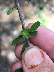 Acalypha eremorum