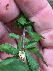 Acalypha eremorum