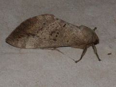 Oxycanus beltista