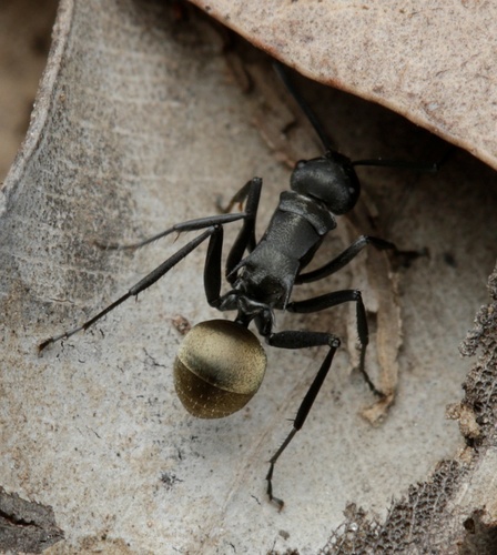 Polyrhachis weiriPolyrhachis weiri