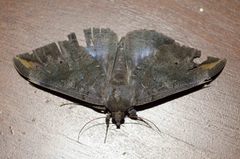 Ischyja ferrifracta