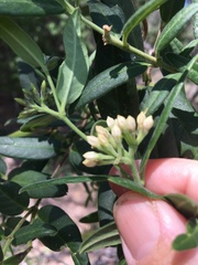 Parsonsia larcomensis
