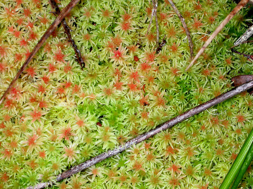 Sphagnum tumidulum image