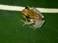 Guibemantis