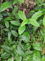 Maesa japonica