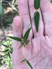 Parsonsia larcomensis