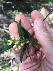 Parsonsia larcomensis