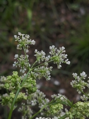 Anthriscus sylvestris