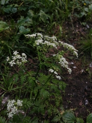 Anthriscus sylvestris