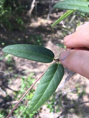 Parsonsia larcomensis