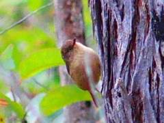 Acanthiza inornata