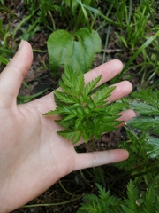 Anthriscus sylvestris