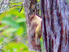 Acanthiza inornata