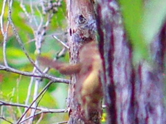 Acanthiza inornata