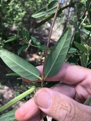 Parsonsia larcomensis