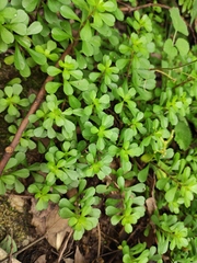 Sedum emarginatum